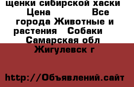 щенки сибирской хаски  › Цена ­ 10 000 - Все города Животные и растения » Собаки   . Самарская обл.,Жигулевск г.
